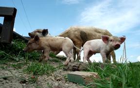 Making Of: Jumpy Little Pigs - Animals - VIDEOTIME.COM