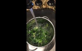 How to Dry Parsley - Fun - VIDEOTIME.COM