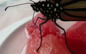 Newly Emerged Monarch Butterfly Feeding