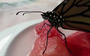 Newly Emerged Monarch Butterfly Feeding - Animals - VIDEOTIME.COM