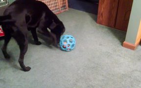 How to Annoy the Labrador
