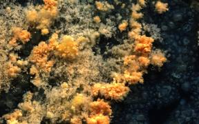 Bacteria and Fungi Time-lapse - Fun - VIDEOTIME.COM