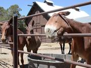 Grand Canyon National Park: Mules in the Corral - Animals - Y8.COM