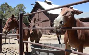 Grand Canyon National Park: Mules in the Corral