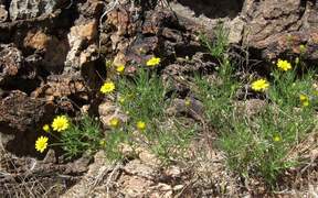 Grand Canyon National Park: Spring Wildflowers - Fun - VIDEOTIME.COM