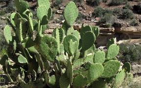 Grand Canyon National Park: Beavertail Cactus - Fun - VIDEOTIME.COM