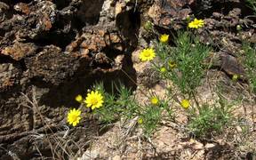 Grand Canyon National Park: Spring Wildflowers