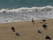 Birds at the Beach Side