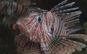 Lion Fish Close Up