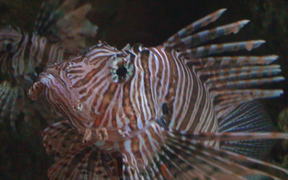 Lion Fish Close Up - Animals - VIDEOTIME.COM