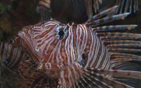 Lion Fish Close Up