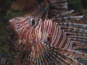 Lion Fish Close Up - Animals - Y8.COM