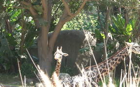 A Mother and Baby Giraffe - Animals - VIDEOTIME.COM