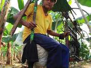 Banana Plantation in Ecuador