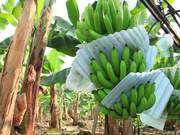 Banana Plantation in Ecuador