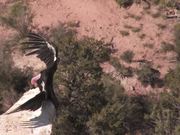Grand Canyon NP: Condors at the South Rim - Animals - Y8.COM