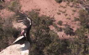 Grand Canyon NP: Condors at the South Rim