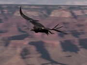 Grand Canyon National Park: Condors Flying