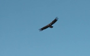 Grand Canyon National Park: Condors Flying - Animals - VIDEOTIME.COM