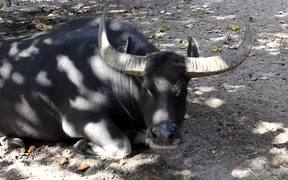 A Carabao Resting - Animals - VIDEOTIME.COM