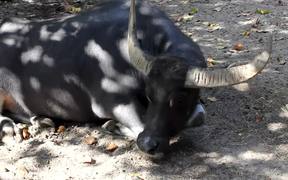 A Carabao Resting - Animals - VIDEOTIME.COM