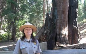 SKCNP: General Grant Tree Trail Virtual Tour