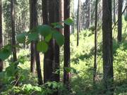 SKCNP: Redwood Mountain Virtual Tour Part 2 - Fun - Y8.COM