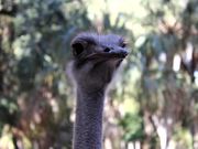 Ostrich Heads - Animals - Y8.COM