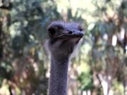 Ostrich Heads - Animals - Y8.COM