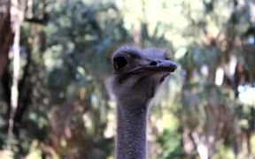Ostrich Heads - Animals - VIDEOTIME.COM