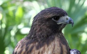 Amazing Hawk