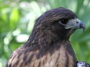 Amazing Hawk - Animals - Y8.COM