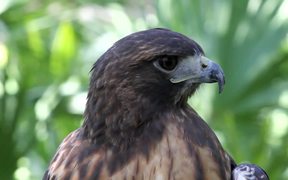 Amazing Hawk - Animals - VIDEOTIME.COM
