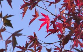 Bright Red Autumn Leaves Close Up - Fun - VIDEOTIME.COM