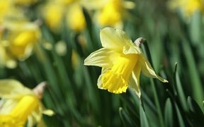 Daffodils in Spring Close Up