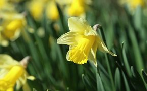Daffodils in Spring Close Up