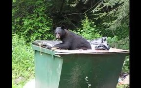 Cumberland Gap NHP: Is Your Trash Secure? - Animals - VIDEOTIME.COM