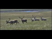 Gates Of The Arctic National Park: Caribou