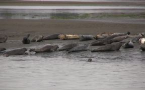 Point Reyes NS: Elephants, Seals, and Lions,Oh My! - Animals - VIDEOTIME.COM