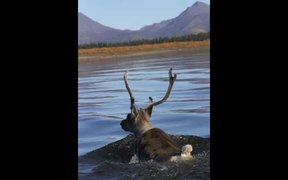 Gates Of The Arctic National Park: Caribou - Animals - VIDEOTIME.COM