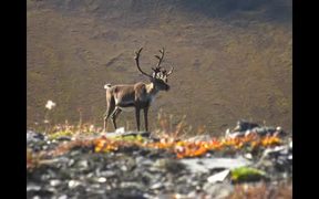 Gates Of The Arctic National Park: Caribou - Animals - VIDEOTIME.COM