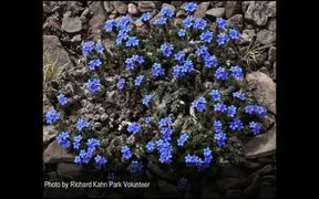 Gates Of The Arctic National Park: Wildflowers - Fun - VIDEOTIME.COM