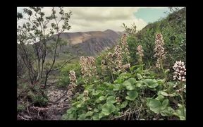 Gates Of The Arctic National Park: Wildflowers