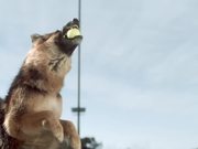 Jungle Video: Fetch - Commercials - Y8.COM