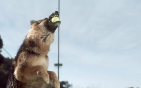 Jungle Video: Fetch - Commercials - VIDEOTIME.COM