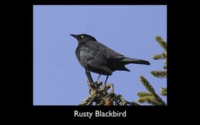 Gates Of The Arctic National Park: Bird Songs - Fun - VIDEOTIME.COM