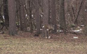 3 Legged Deer Limps - Lost Leg Due to Hunters - Animals - VIDEOTIME.COM