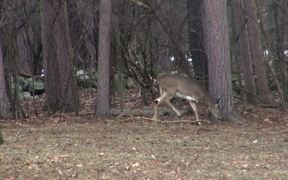 3 Legged Deer Walks Through Forest Limping