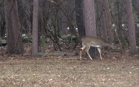 3 Legged Deer Walks Through Forest Limping - Animals - VIDEOTIME.COM