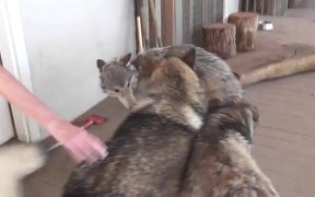 3 Rescue Wolf Dogs Mix Playing LARC3 - Animals - VIDEOTIME.COM